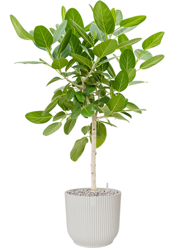 Ficus benghalensis 'Audrey' in Vibes Fold, 29740 - Foto 74207