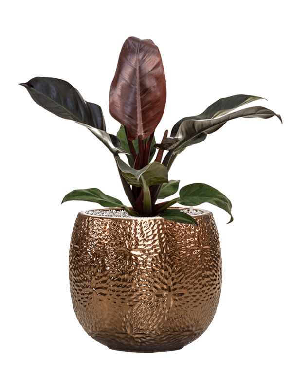 Philodendron `Imperial Red' in Marly - Foto 74216