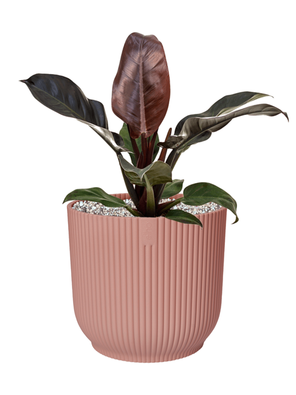 Philodendron `Imperial Red' in Vibes Fold - Foto 74300