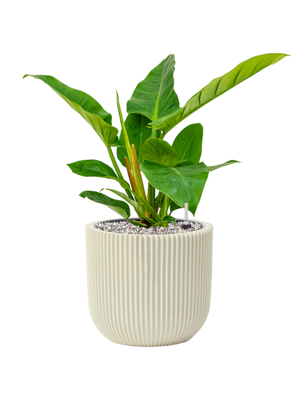 Philodendron `Imperial Green' in Capi Nature Groove Special - Foto 74749