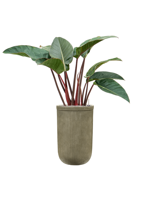 Philodendron 'Red Beauty' in Baq Vertical Rib - Foto 74799