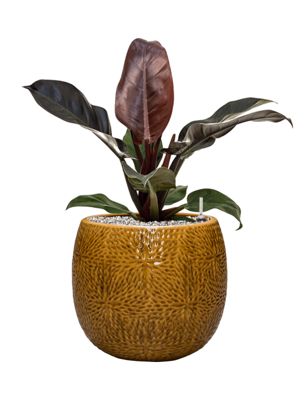 Philodendron `Imperial Red' in Marly - Foto 74858