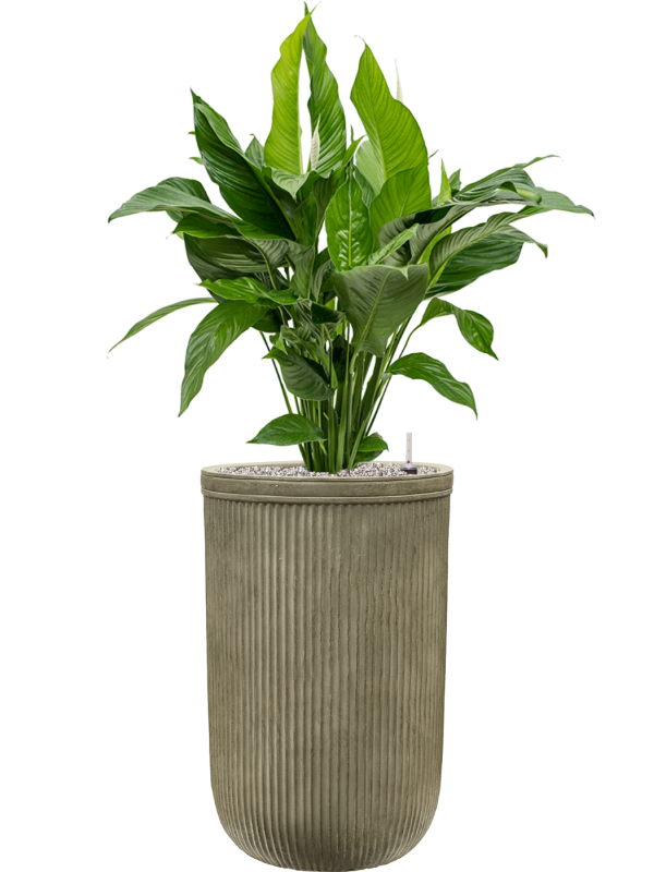 Spathiphyllum 'Sweet Lauretta' in Baq Vertical Rib - Foto 74968