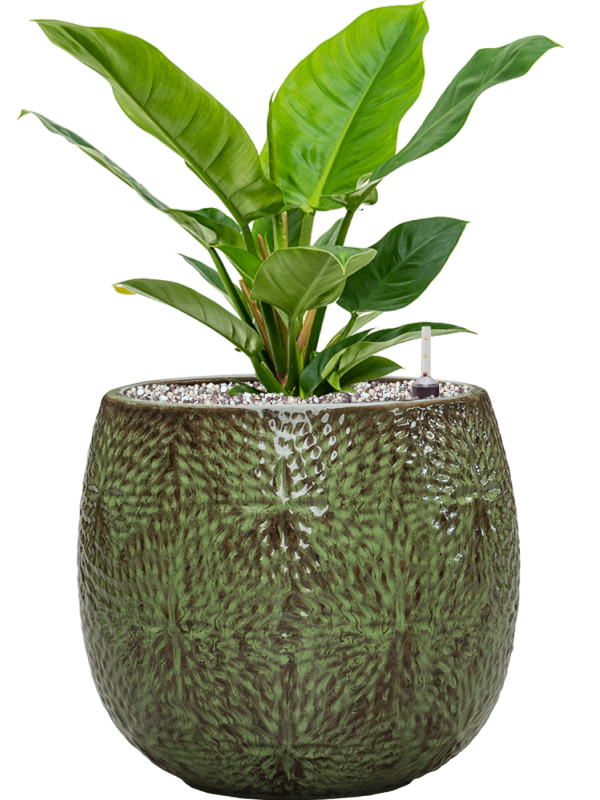 Philodendron 'Imperial Green' in Marly - Foto 75032