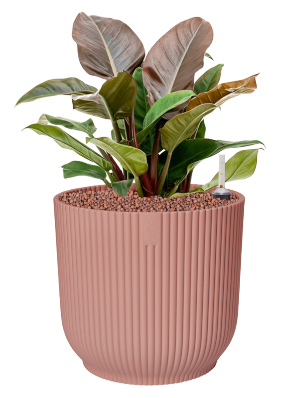 Philodendron 'Imperial Red' in Vibes Fold - Foto 75064