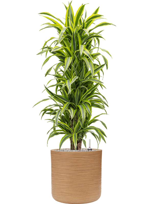 Dracaena fragrans 'Lemon Lime' in Baq Dune - Foto 75478