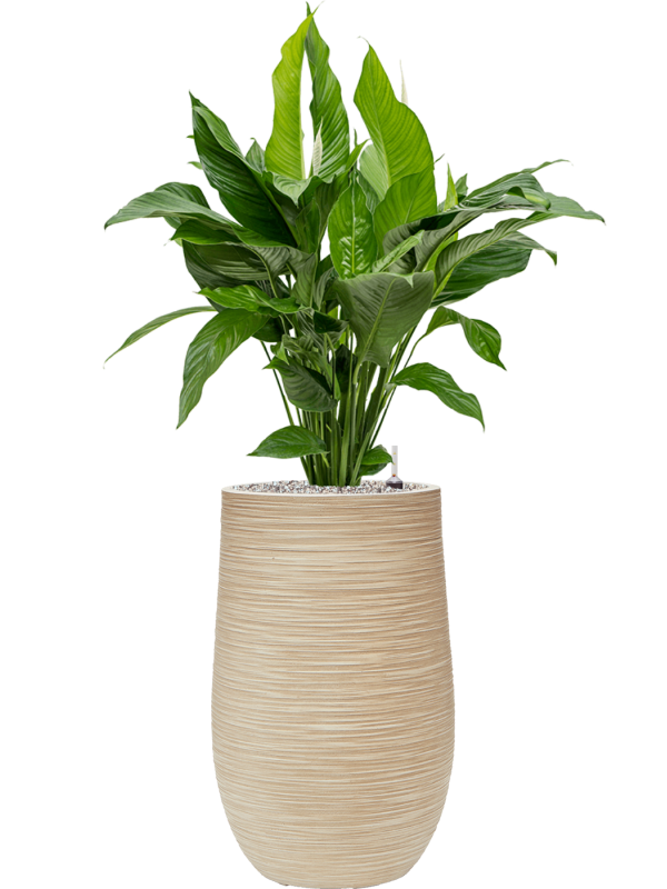 Spathiphyllum 'Sweet Lauretta' in Baq Dune - Foto 75709