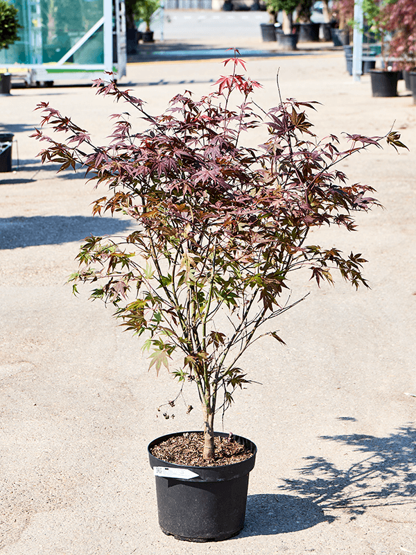 Acer Palmatum 'Atropurpureum' (90-110) - Foto 75871