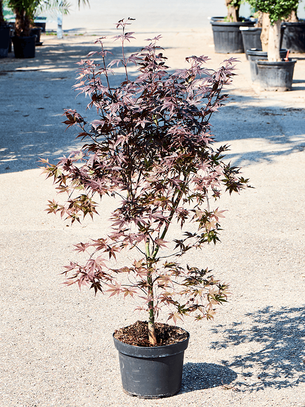 Acer Palmatum 'Bloodgood' (90-120) - Foto 75872