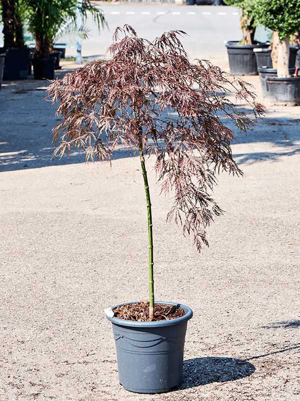 Acer palmatum 'Crimson Queen' (100-140) - Foto 75873