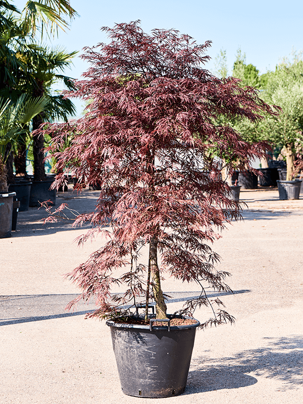 Acer palmatum 'Garnet' (170-200) - Foto 75877