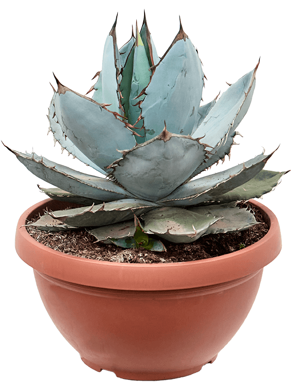 Agave titanota 'Blue Ice' - Foto 75894