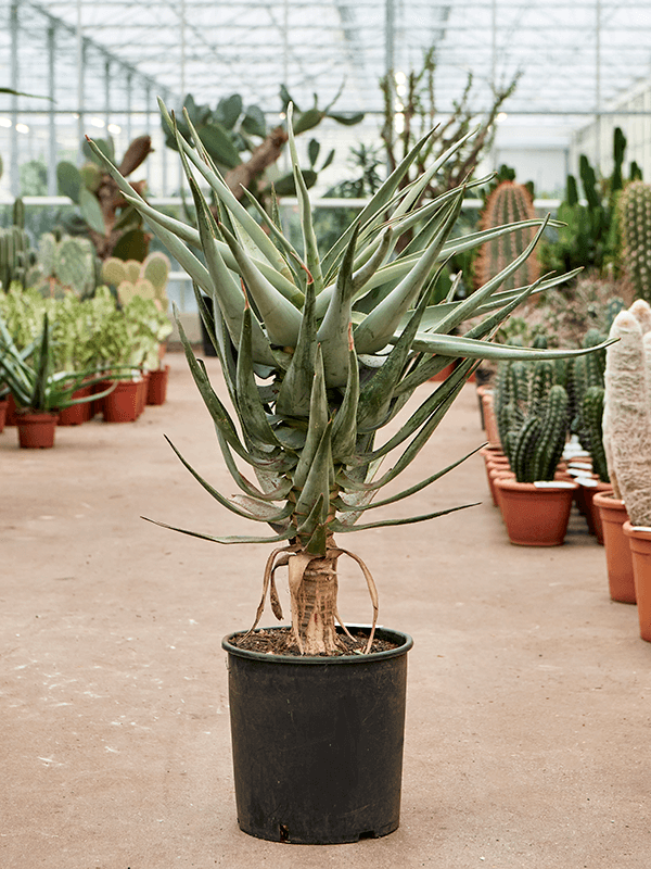 Aloe dichotoma (100-120) - Foto 75908
