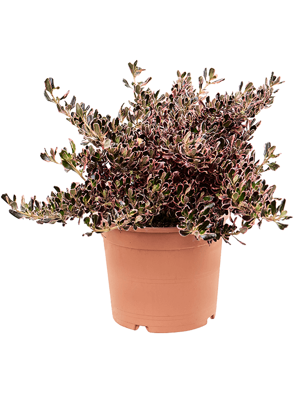 Coprosma repens 'Pacific Sunrise' - Foto 75932