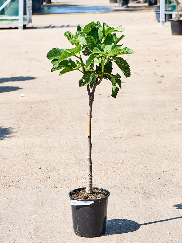 Ficus carica 'Variegata' (80-100) - Foto 75960