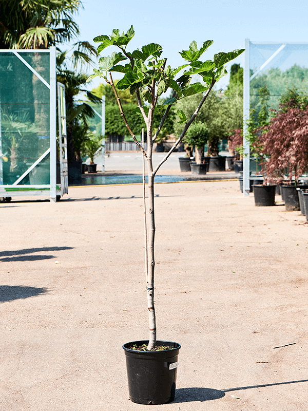 Ficus carica 'Variegata' - Foto 75961