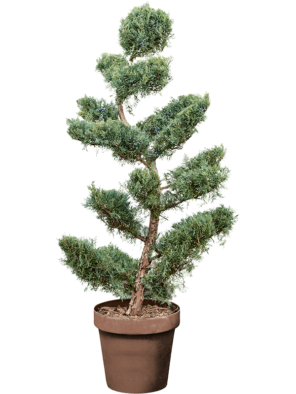 Juniperus virginiana 'Grey Owl' (160-180) Bonsai - Foto 75981