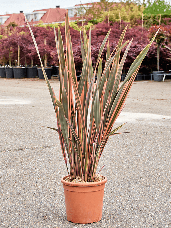 Phormium tenax 'Rainbow Queen' - Foto 76022