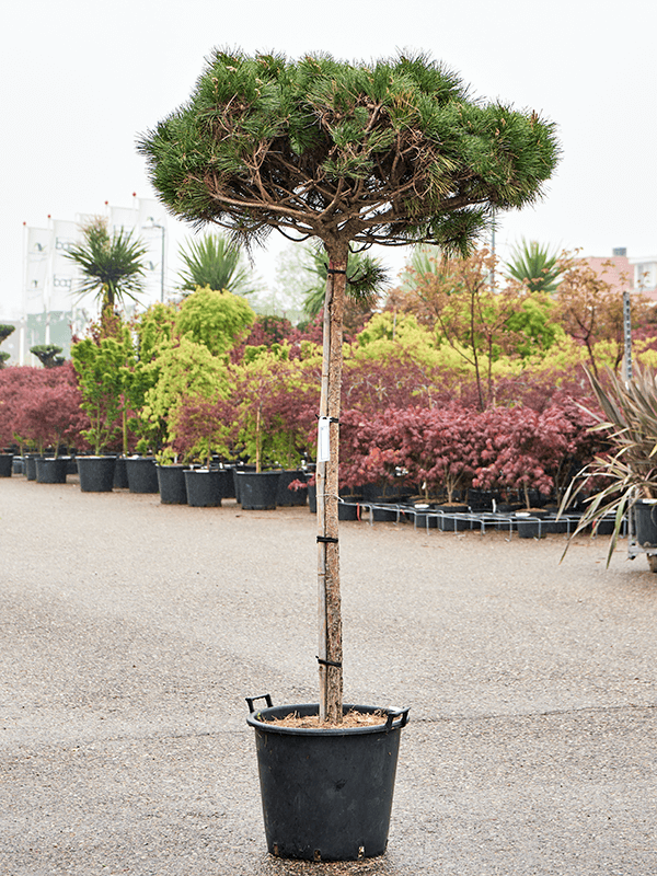 Pinus nigra 'Pierrick Bregeon' (200-220) - Foto 76037