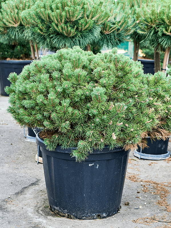 Pinus mugo 'Ophir' - Foto 76040