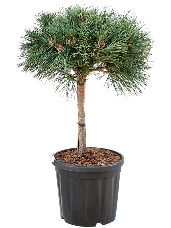 Pinus nigra 'Brepo' - Foto 76043