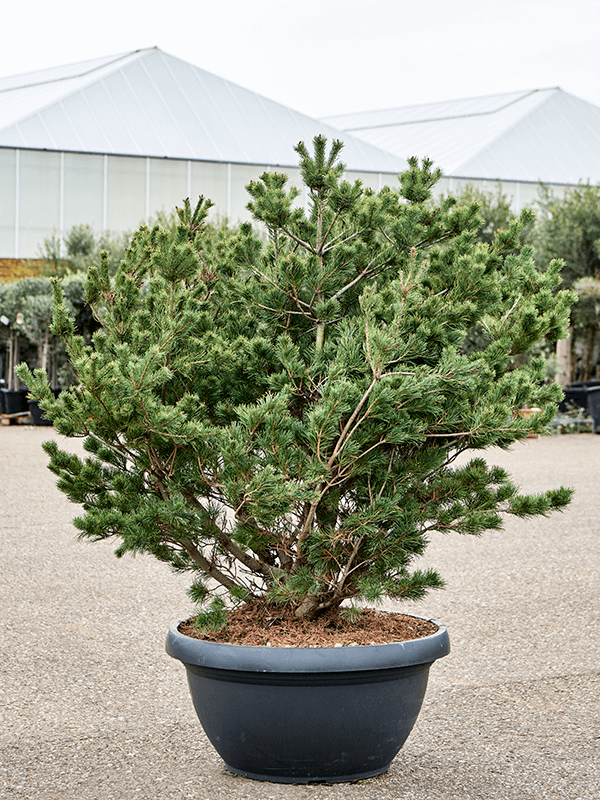 Pinus parviflora 'Bergman' (140-160) - Foto 76045