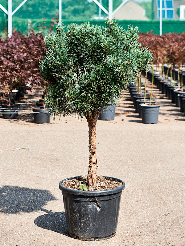 Pinus sylvestris 'Glauca' - Foto 76046