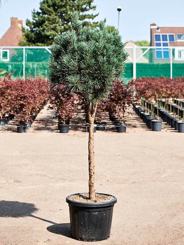 Pinus sylvestris 'Glauca' (170-190) Stem - Foto 76047