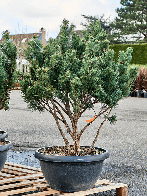 Pinus sylvestris 'Watereri Nana' (140-160) - Foto 76050