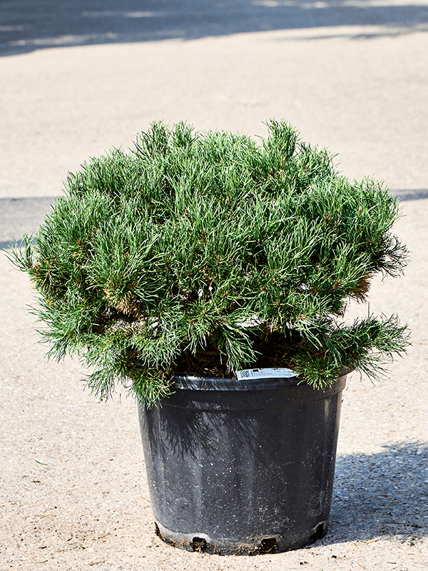 Pinus mugo 'Carten's Wintergold' - Foto 76053
