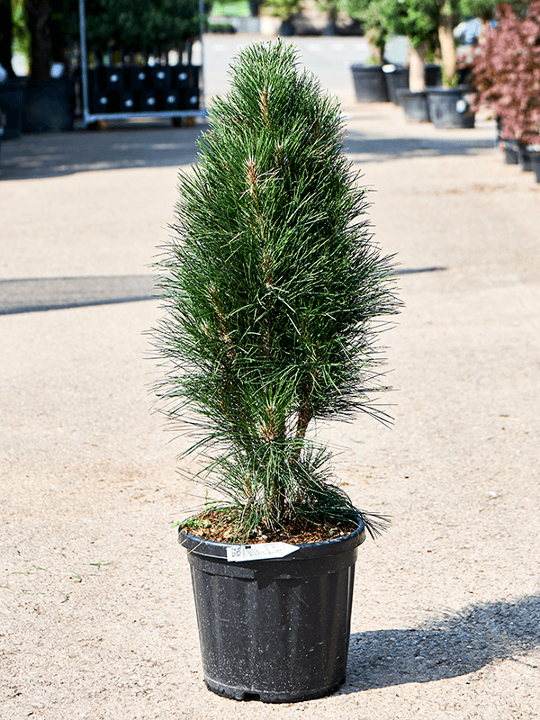 Pinus nigra 'Green Tower' - Foto 76056
