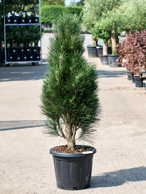 Pinus nigra 'Green Tower' - Foto 76057