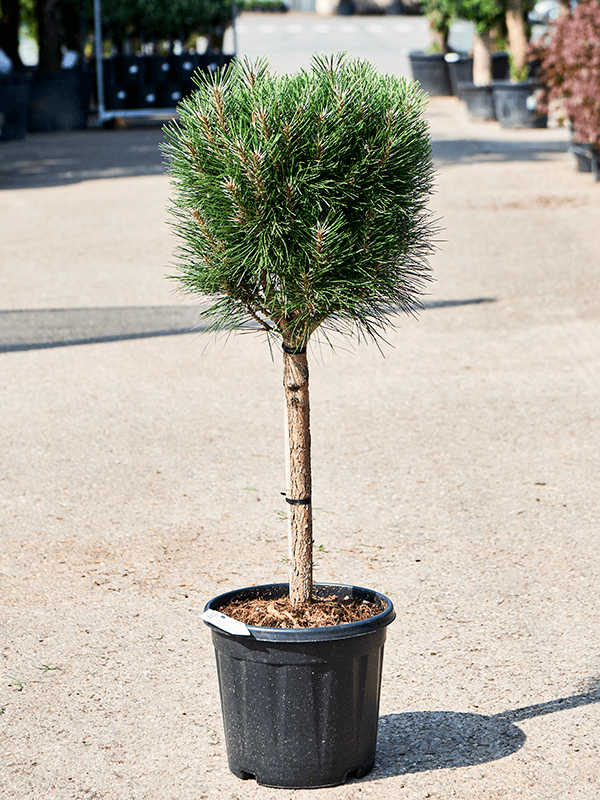 Pinus nigra 'Summer Breeze' - Foto 76061