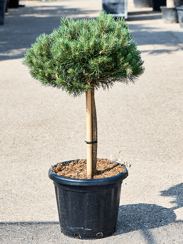 Pinus sylvestris 'Watereri' - Foto 76066