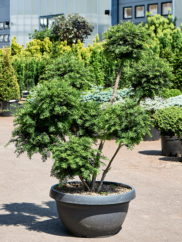 Taxus media 'Hillii' (110-140) Branched/Multi crowns - Foto 76081