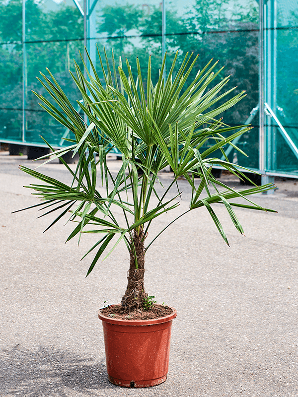 Trachycarpus fortunei (120-140) Stem (20-30) - Foto 76100