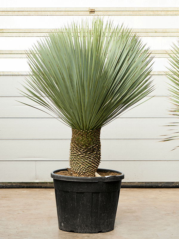 Yucca rostrata (160-170) - Foto 76130