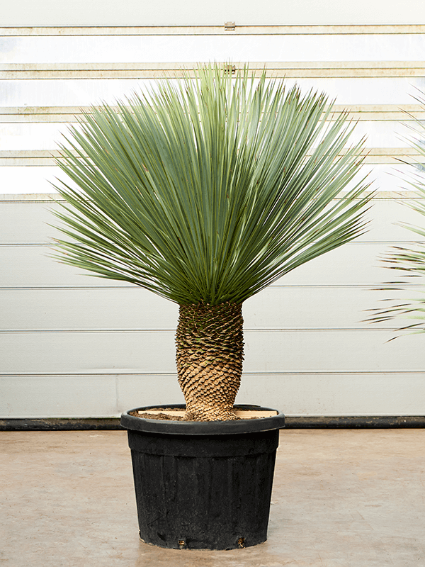 Yucca rostrata (170-190) - Foto 76131