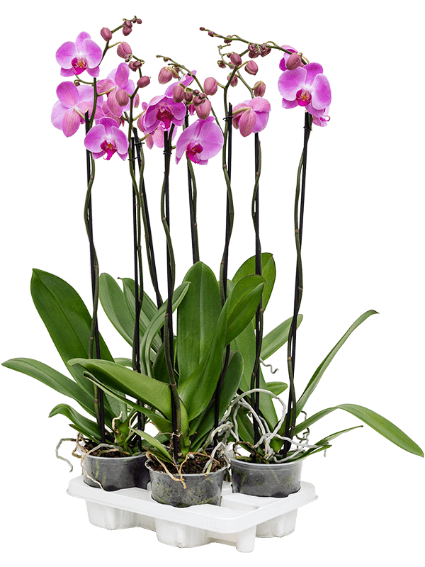 Phalaenopsis 'Tsarine Pink' 4/tray - Foto 76136