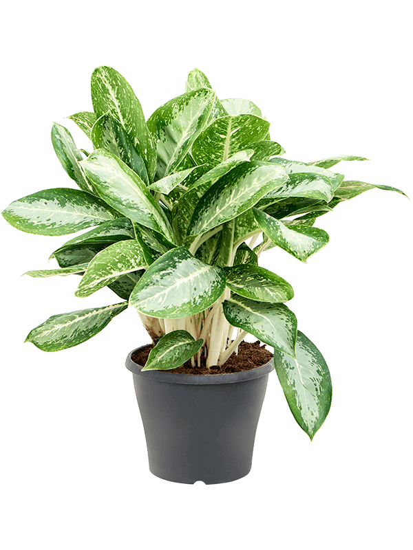 Aglaonema 'Milky way' - Foto 76153