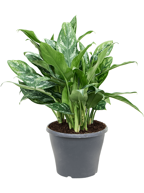 Aglaonema 'Splash' - Foto 76159