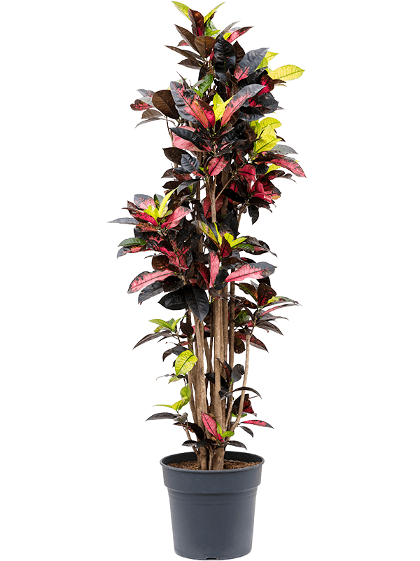 Croton (Codiaeum) variegatum 'Mrs. Iceton' - Foto 76201