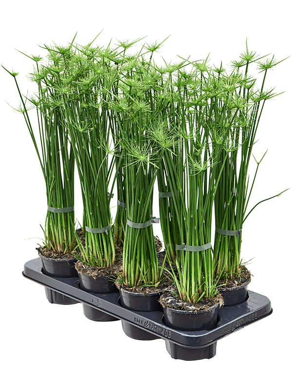 Cyperus haspan 8/tray - Foto 76209