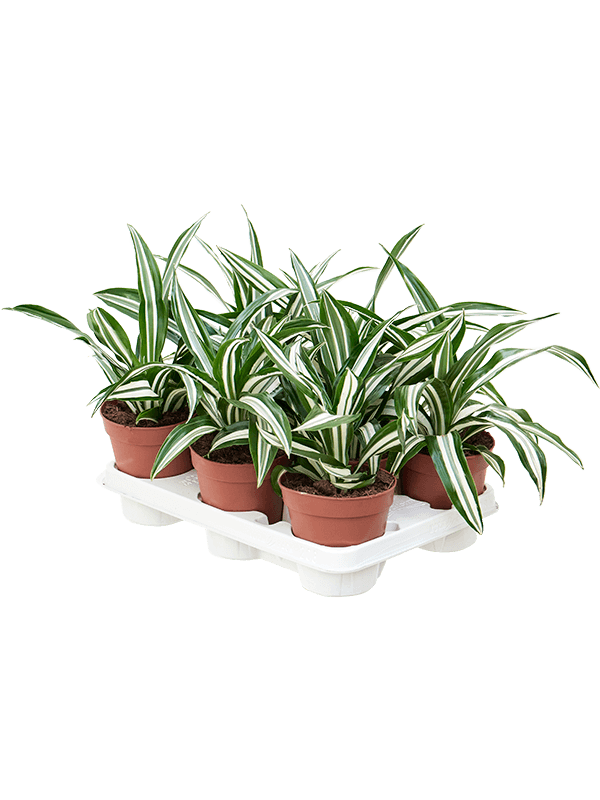 Dracaena fragrans 'Green White' 8/tray - Foto 76235