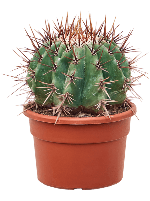 Echinocactus ingens - Foto 76249