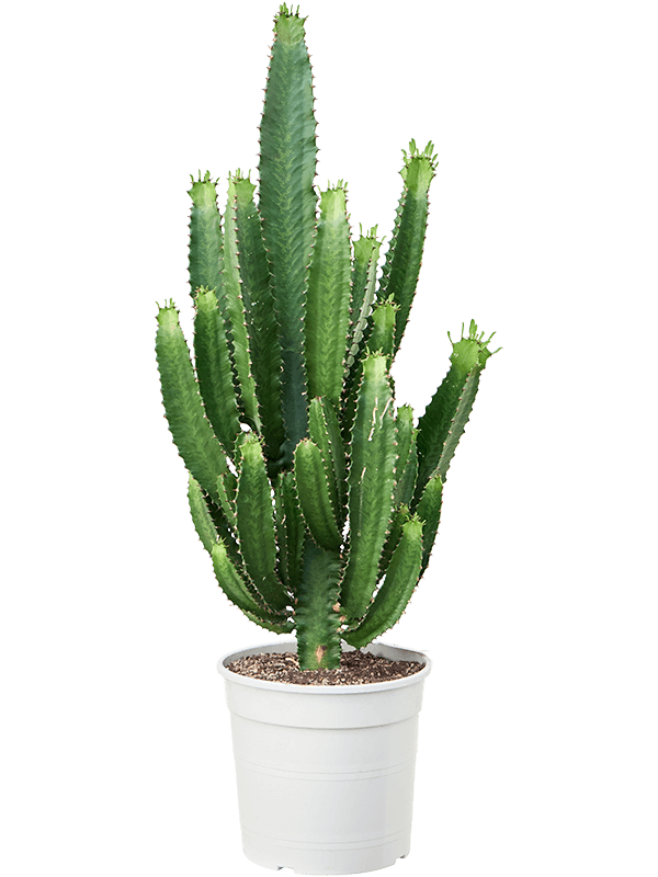 Euphorbia acrurensis - Foto 76261