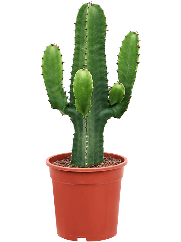 Euphorbia acrurensis (60-80) - Foto 76264