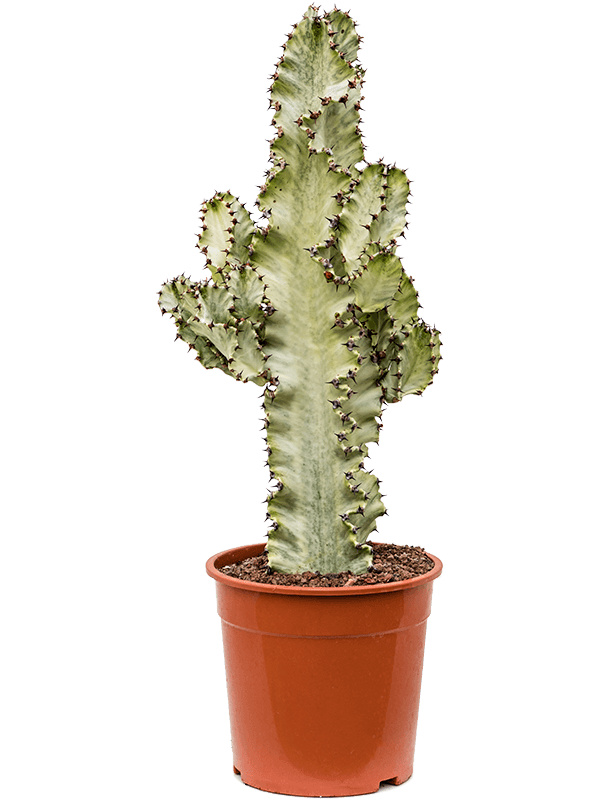 Euphorbia ingens marmorata - Foto 76270