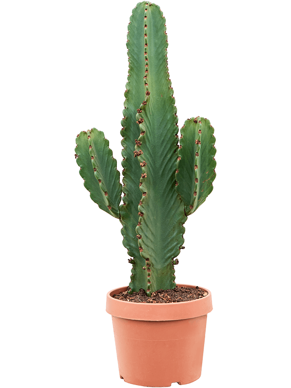 Euphorbia ingens - Foto 76272