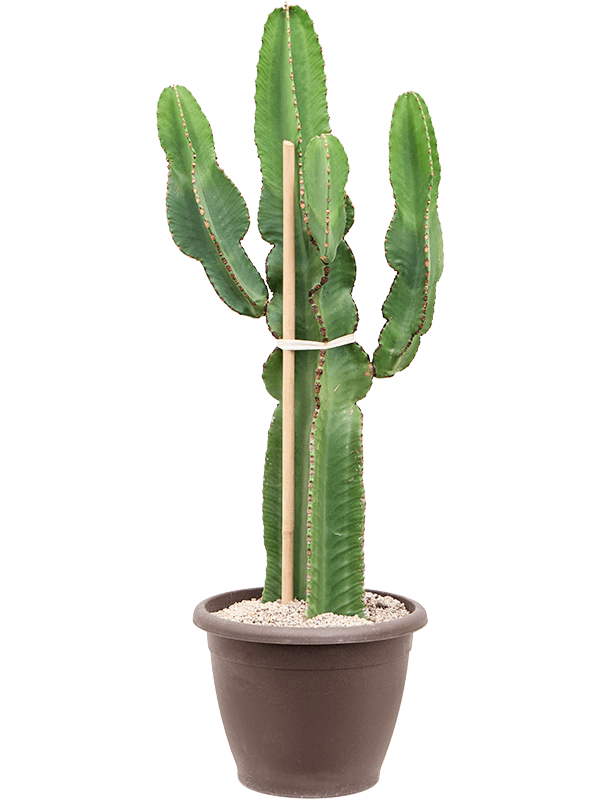 Euphorbia ingens - Foto 76276